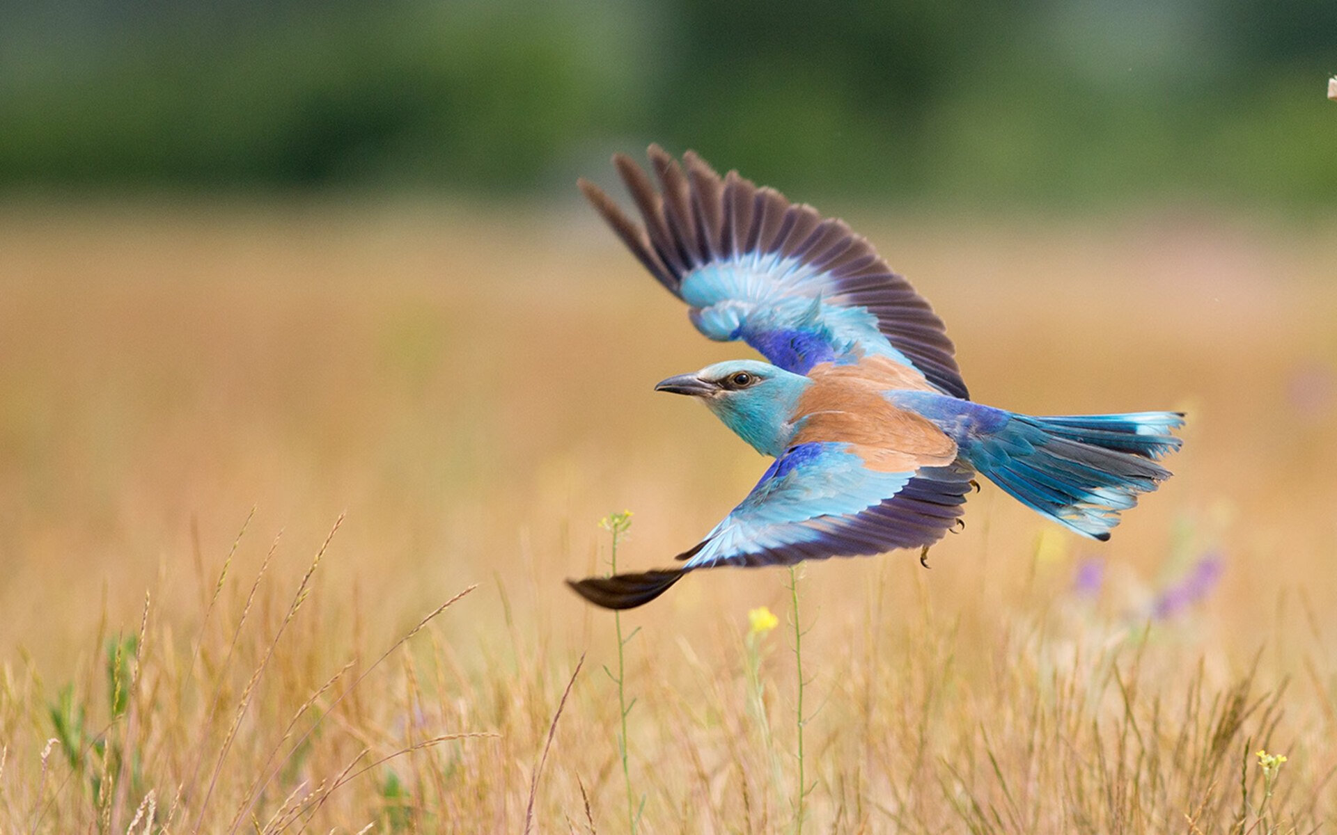 开云平台-佩德里一剑封喉！拉齐奥梦碎第93分钟，足球的残酷与美在此刻定格